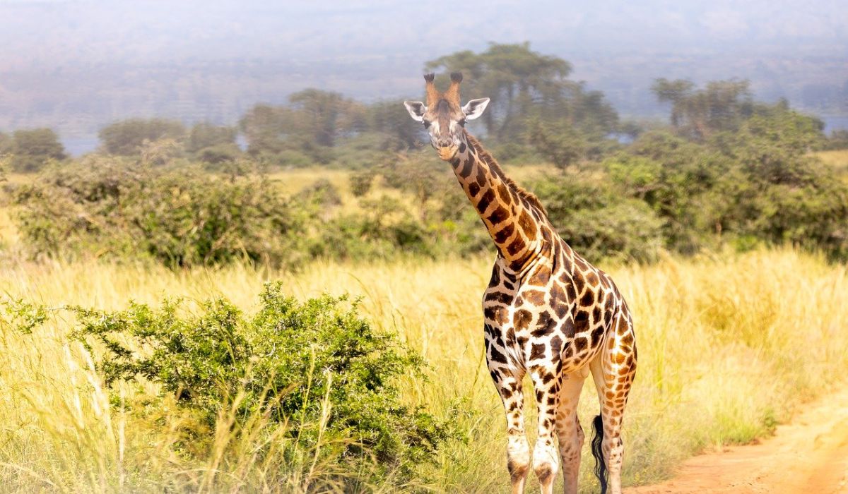 giraffe-murchison-falls