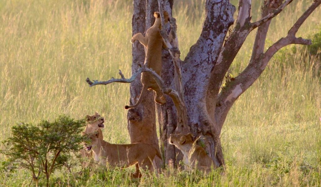 7‑Day Western Uganda Safari Ishasha tree lions