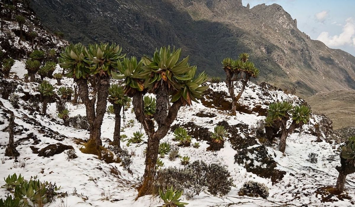 Rwenzori snow