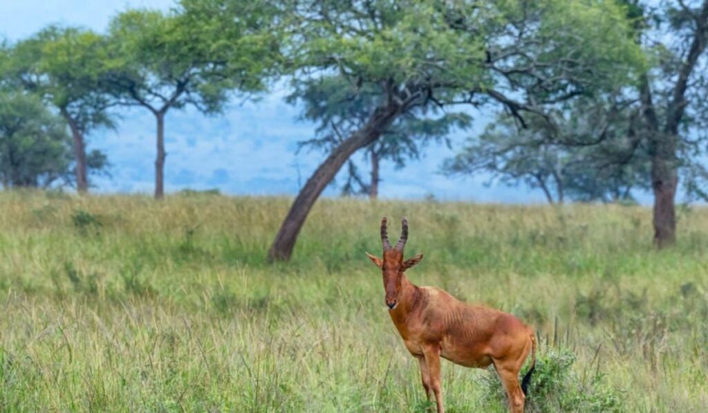 Antelope at Lake Mburo