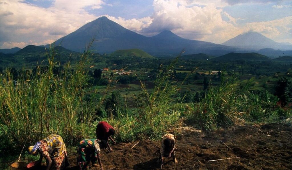 10‑Day Uganda Rwanda Safari gorilla trek in Volcanoes