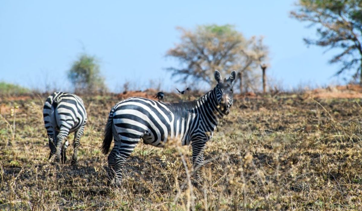 zebra in kidepo