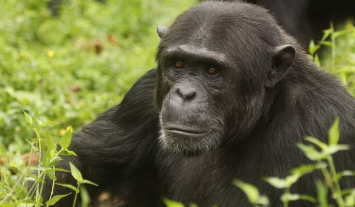 Chimp trekking_ kibale forest NP